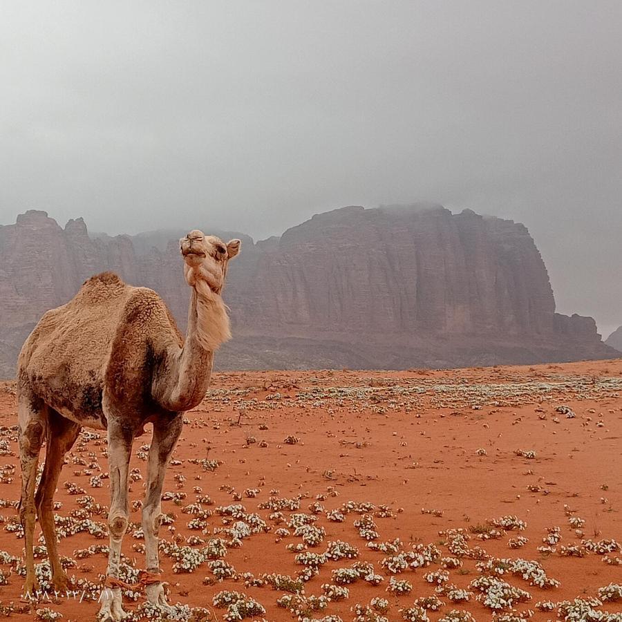 Hotel Golden Day Wadi Rum Exterior foto